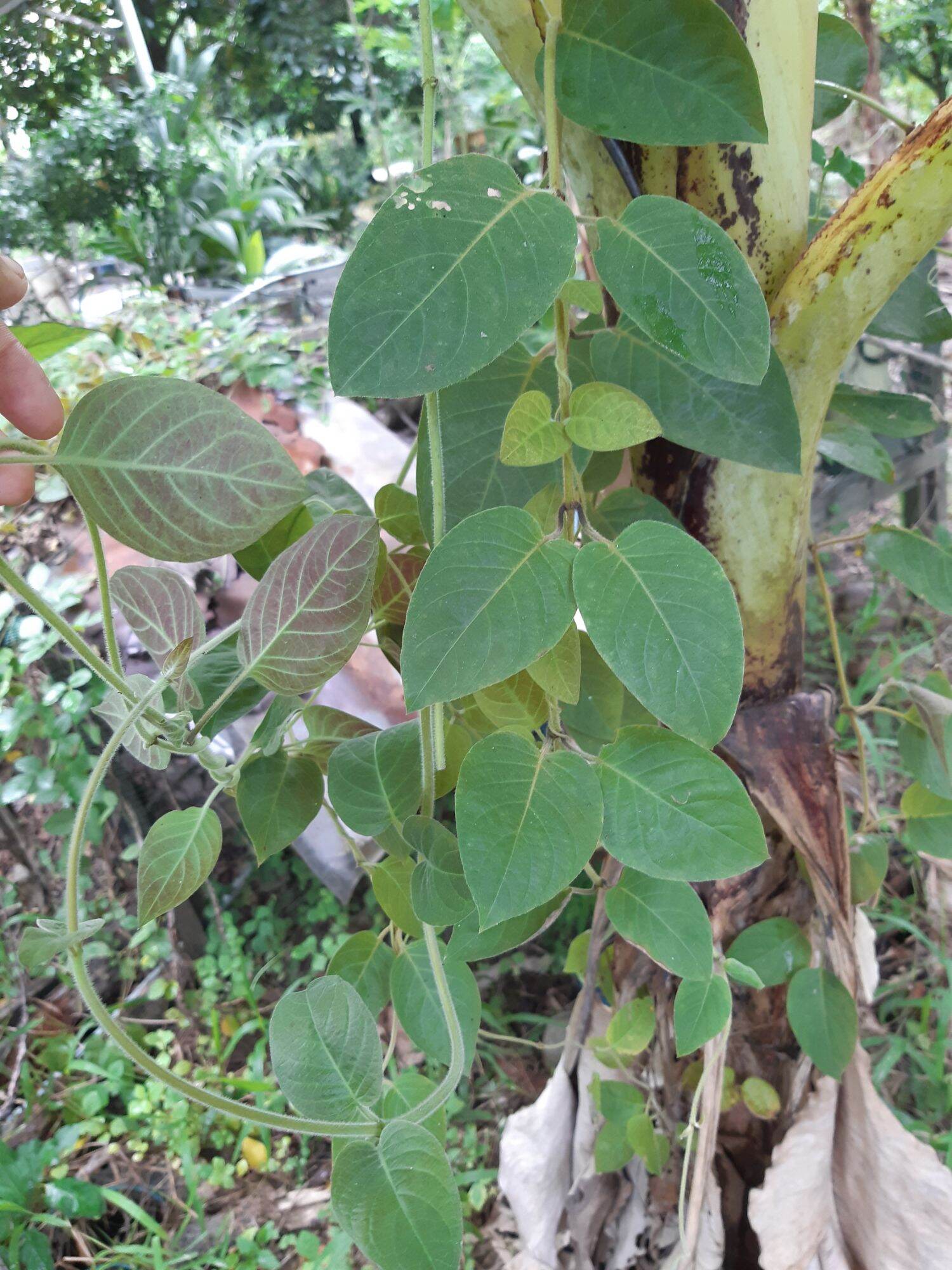 Cây mơ lông ( ảnh thật tại vườn)