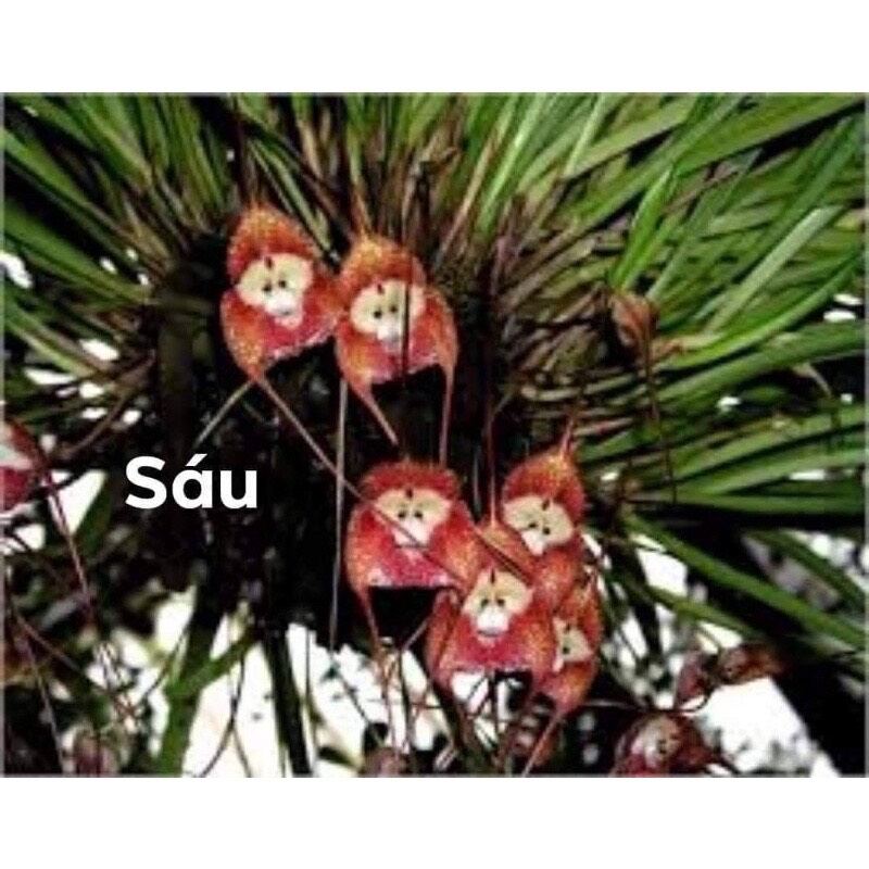 hoa lan mặt khỉ (khóm như hình cuối)