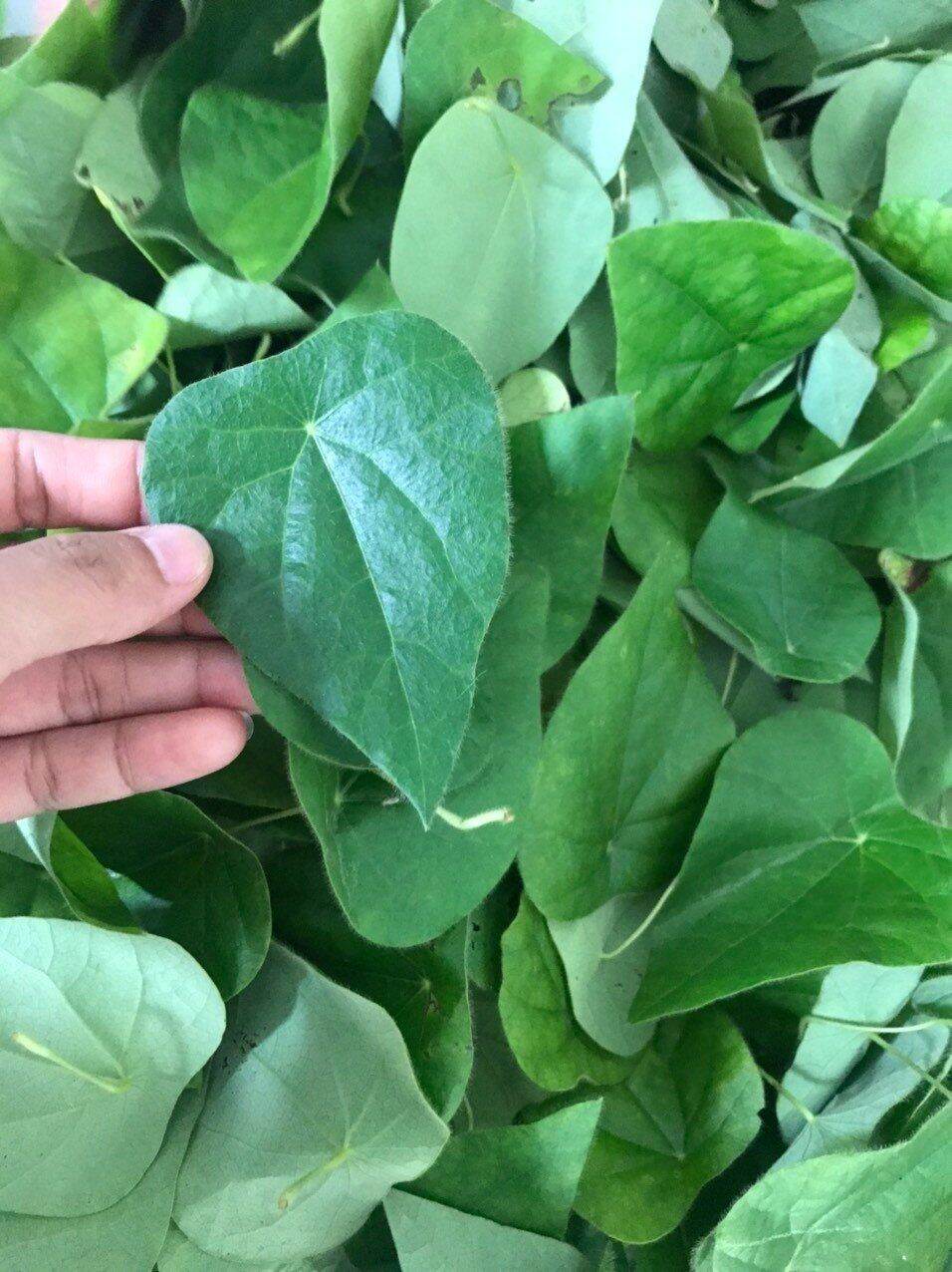 Lá Sâm Lông Tươi 100gr
