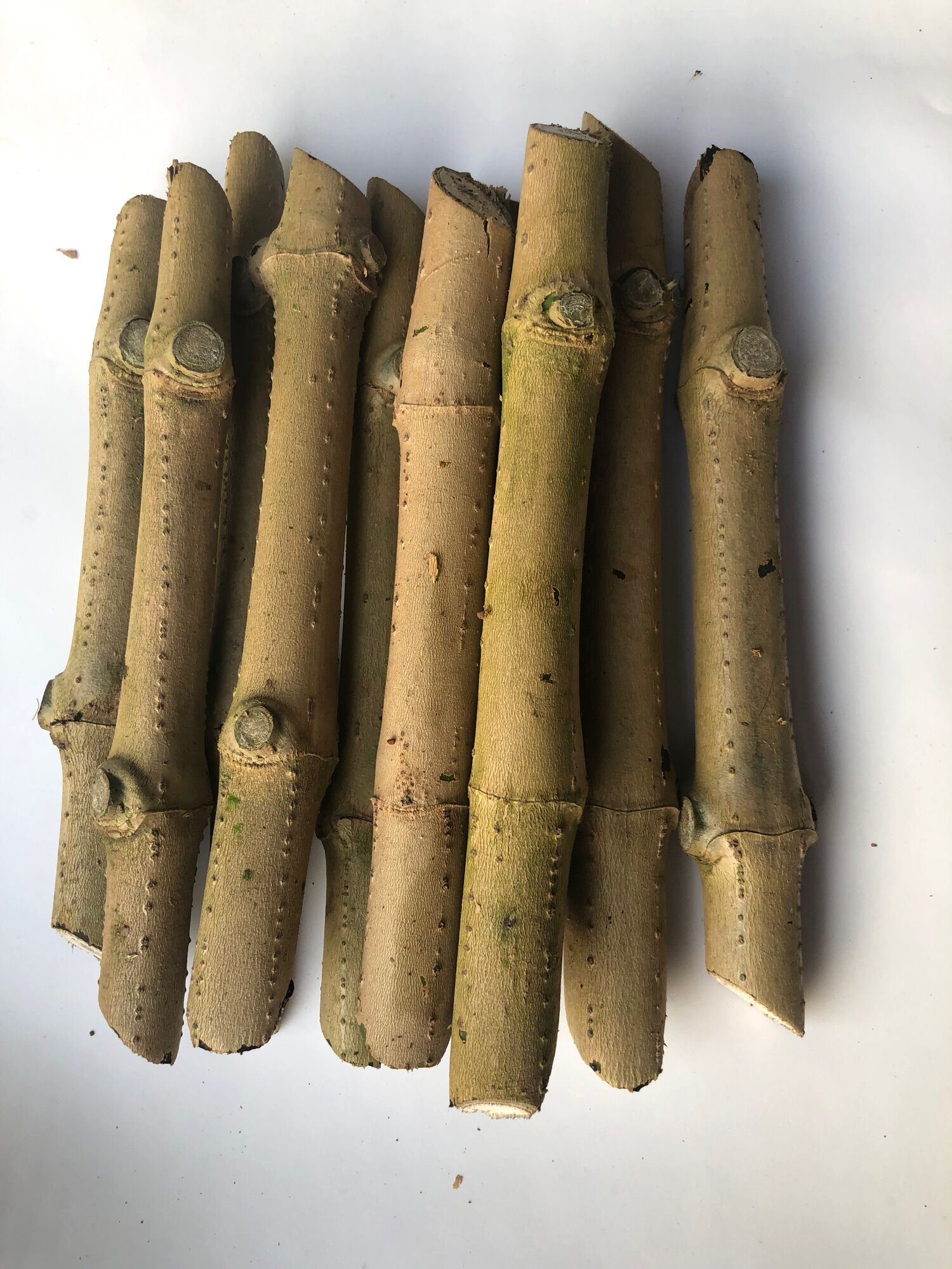 hom chè khổng lồ (10 hom giống)