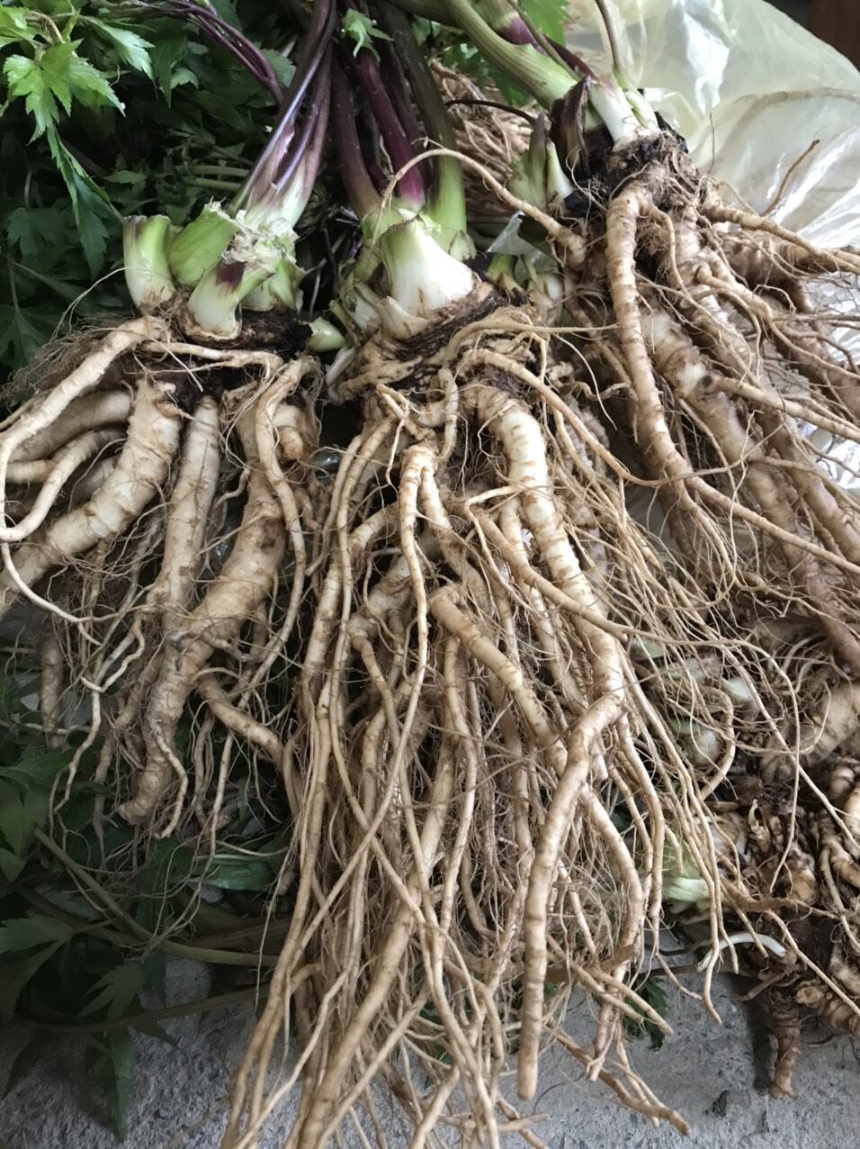 1kg sâm đương quy tươi Tây Bắc