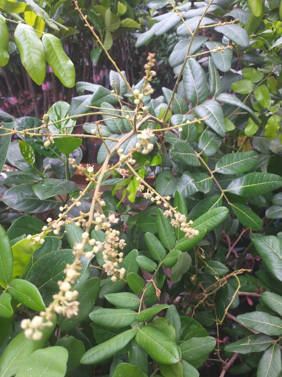 cây giống thanh nhãn cao 60cm.