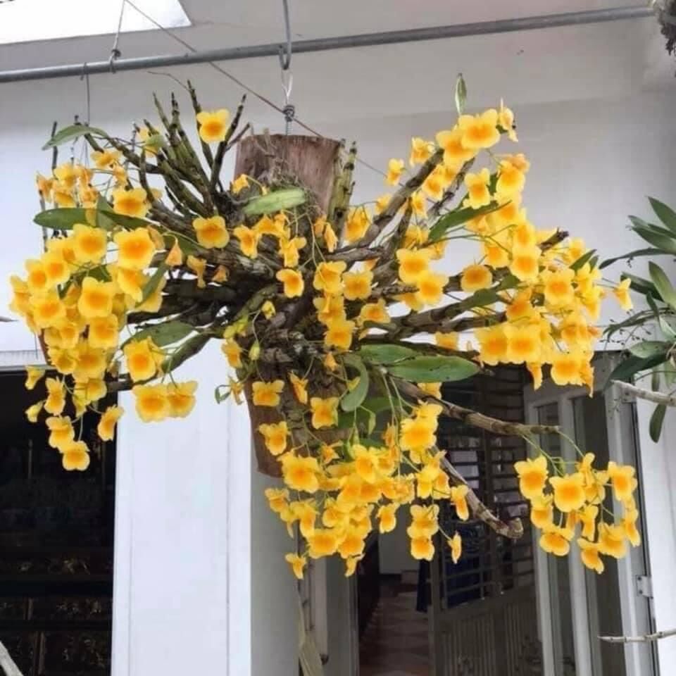 Hoa Lan kim điệp Xuân
