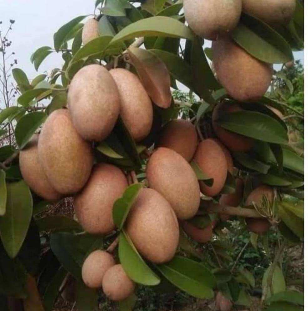 Cây giống Hồng xiêm xoài
