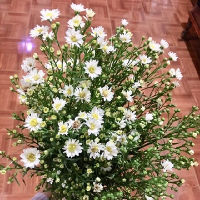 30 cây giống thạch thảo trắng
