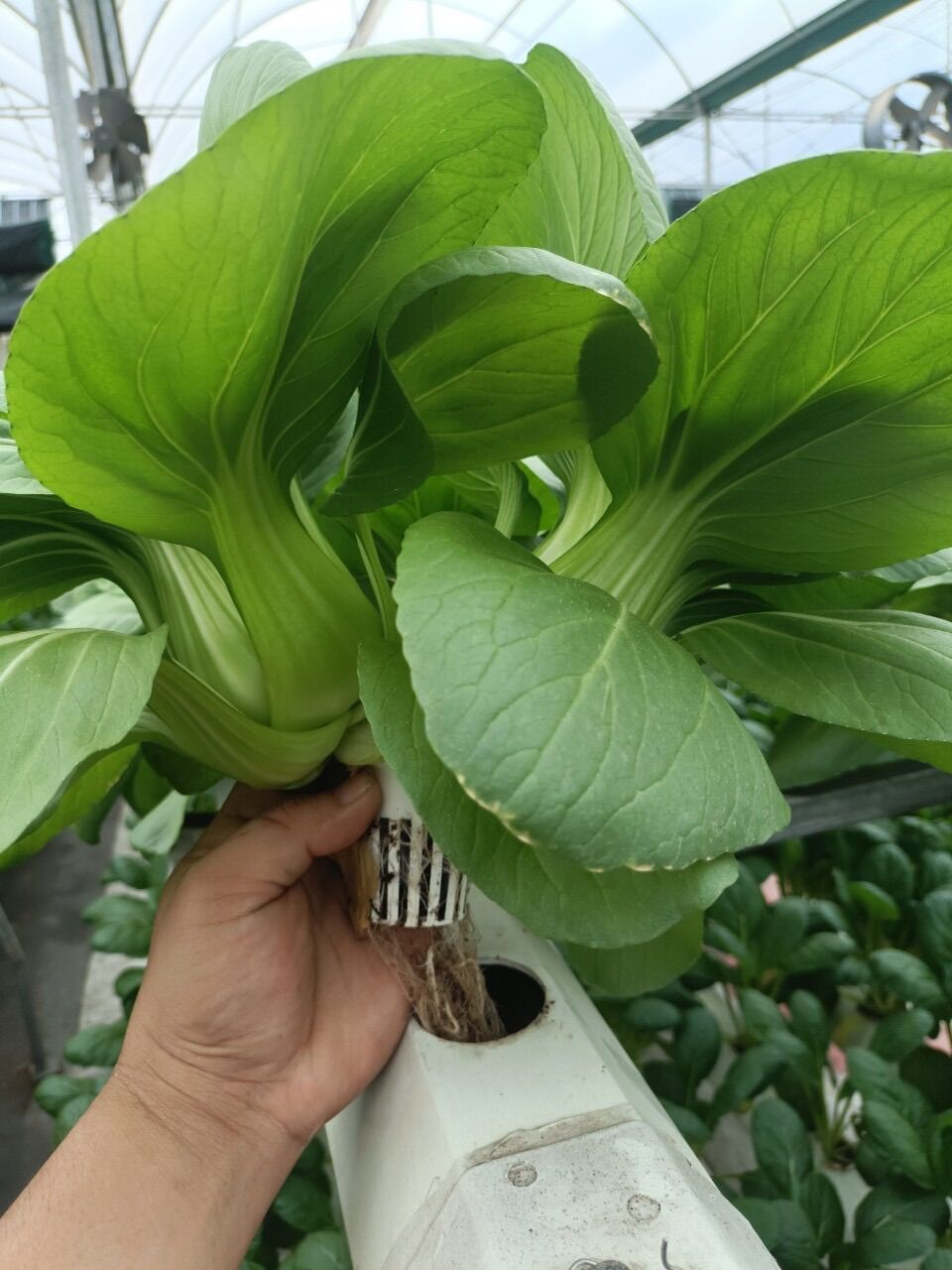 Phân bón trồng rau thuỷ canh NOVA ISA 20