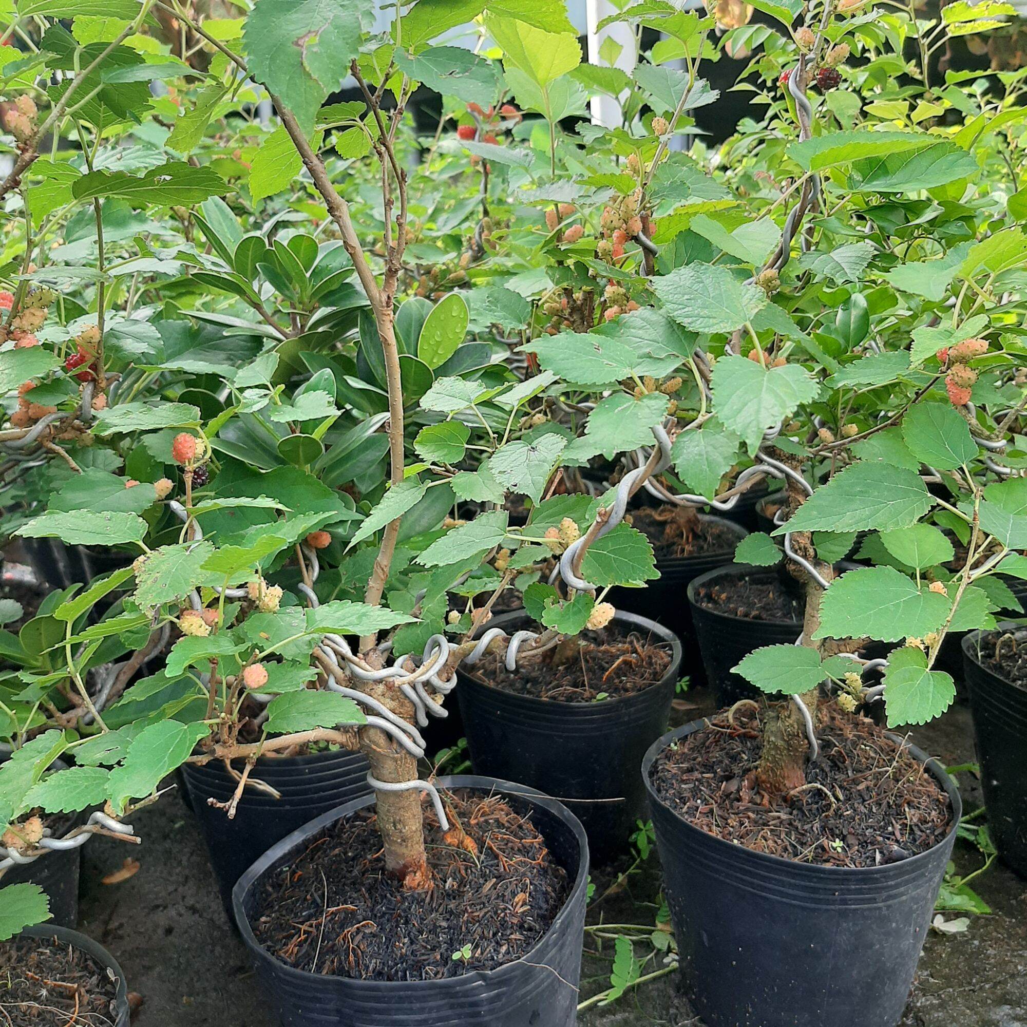 Cây dâu tằm Đà Lạt bonsai đã tạo dáng
