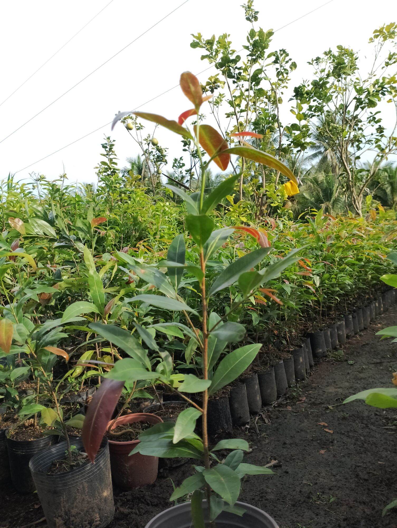 20 Cây mai con quấn rễ cao từ 40 đến 60 cm