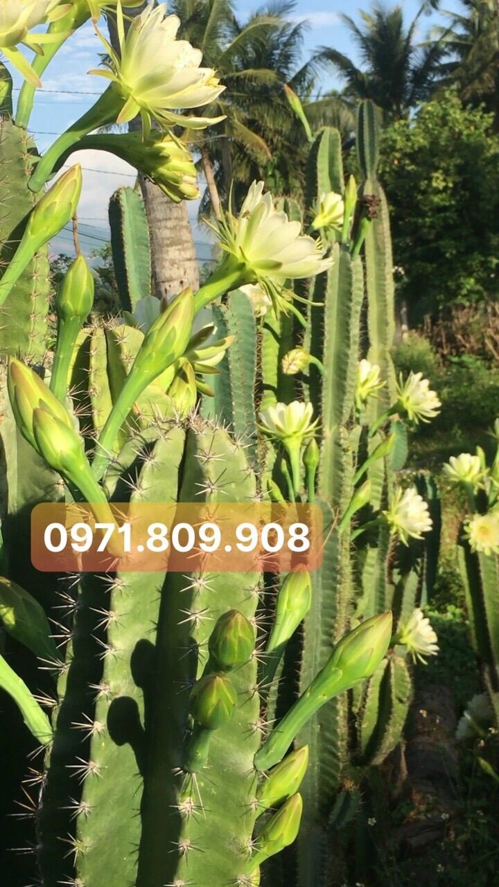 Xương rồng trụ đang cho hoa, nhánh già ( 1,2-1,5m )
