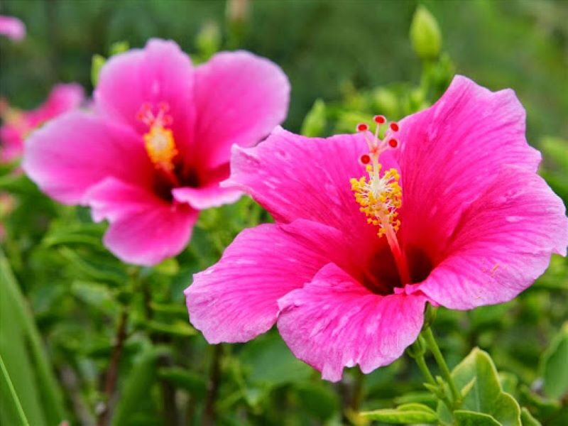 Chậu hoa dâm bụt thái (đỏ, vàng, hồng, cam)