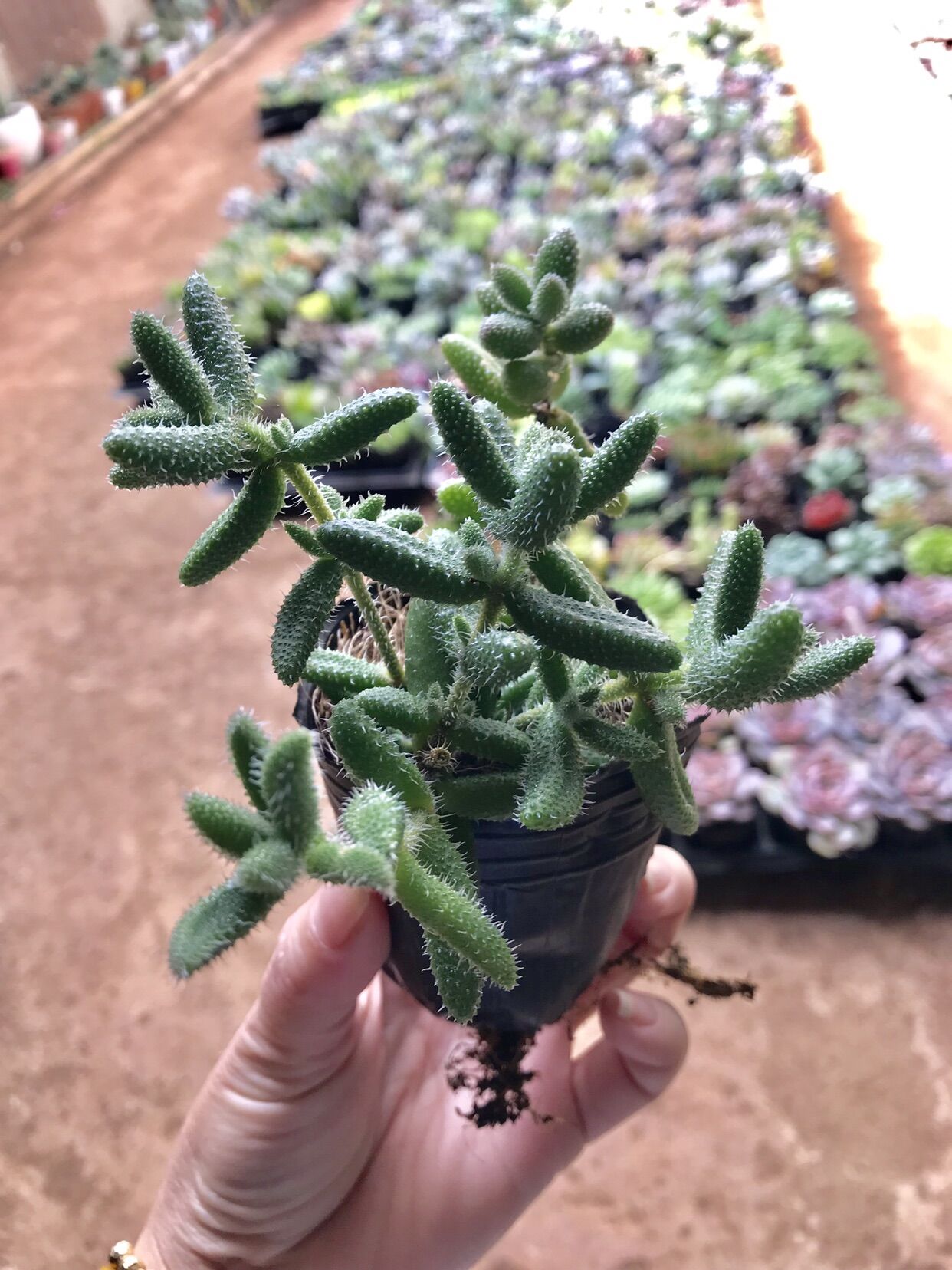 Sen đá mặt nạ cute size bầu