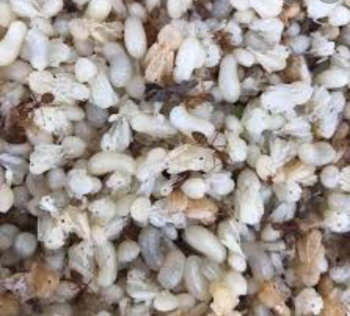 0,5 kg Trứng kiến vàng tươi (nửa kg), trứng nhỏ hay lớn tùy mùa!