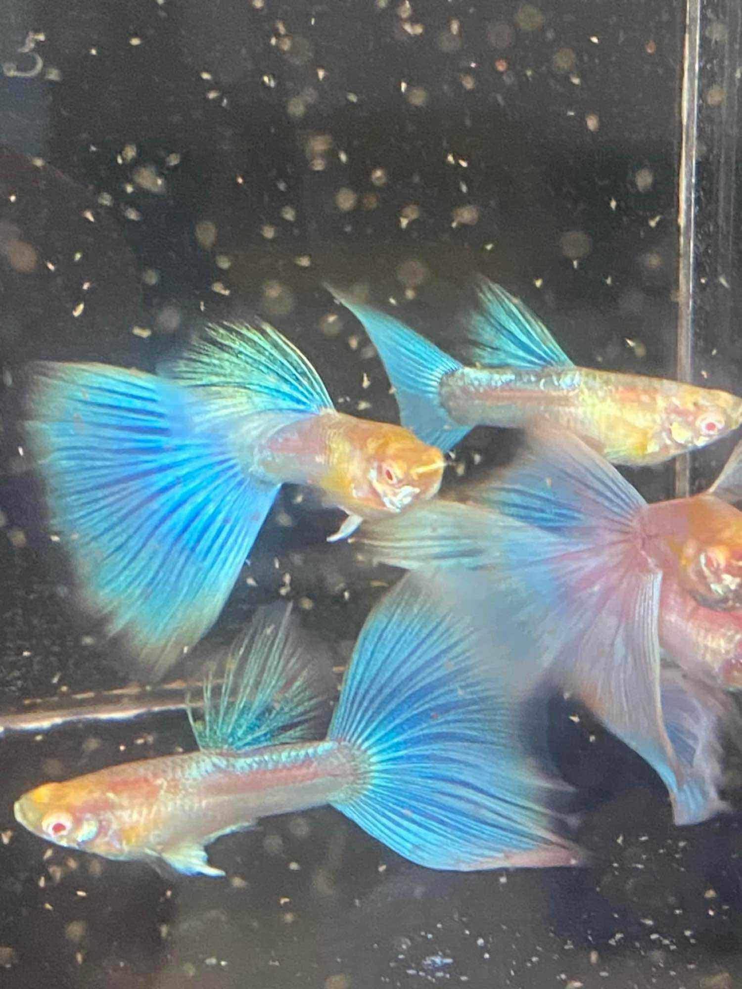 GUPPY BLUE TOPAZ 1 CẶP TRỐNG VÀ MÁI