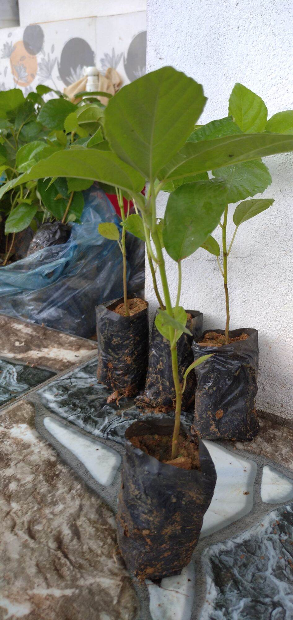 100ka 3 cây vả mật giống chuẩn. 0971183688