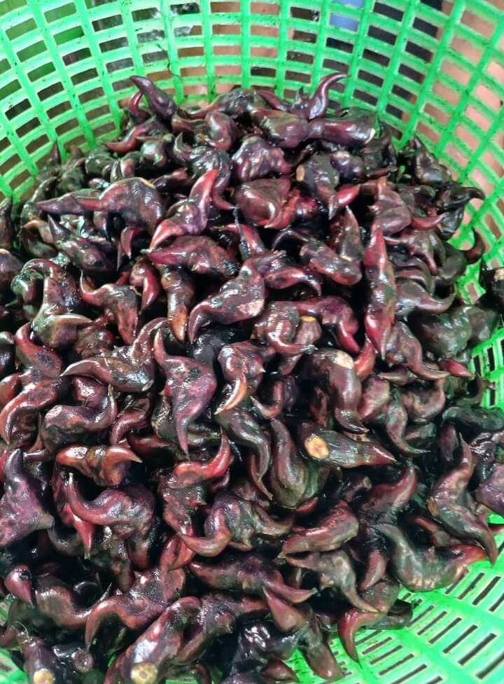 1 kg củ ấu còn sống về khách tự luộc