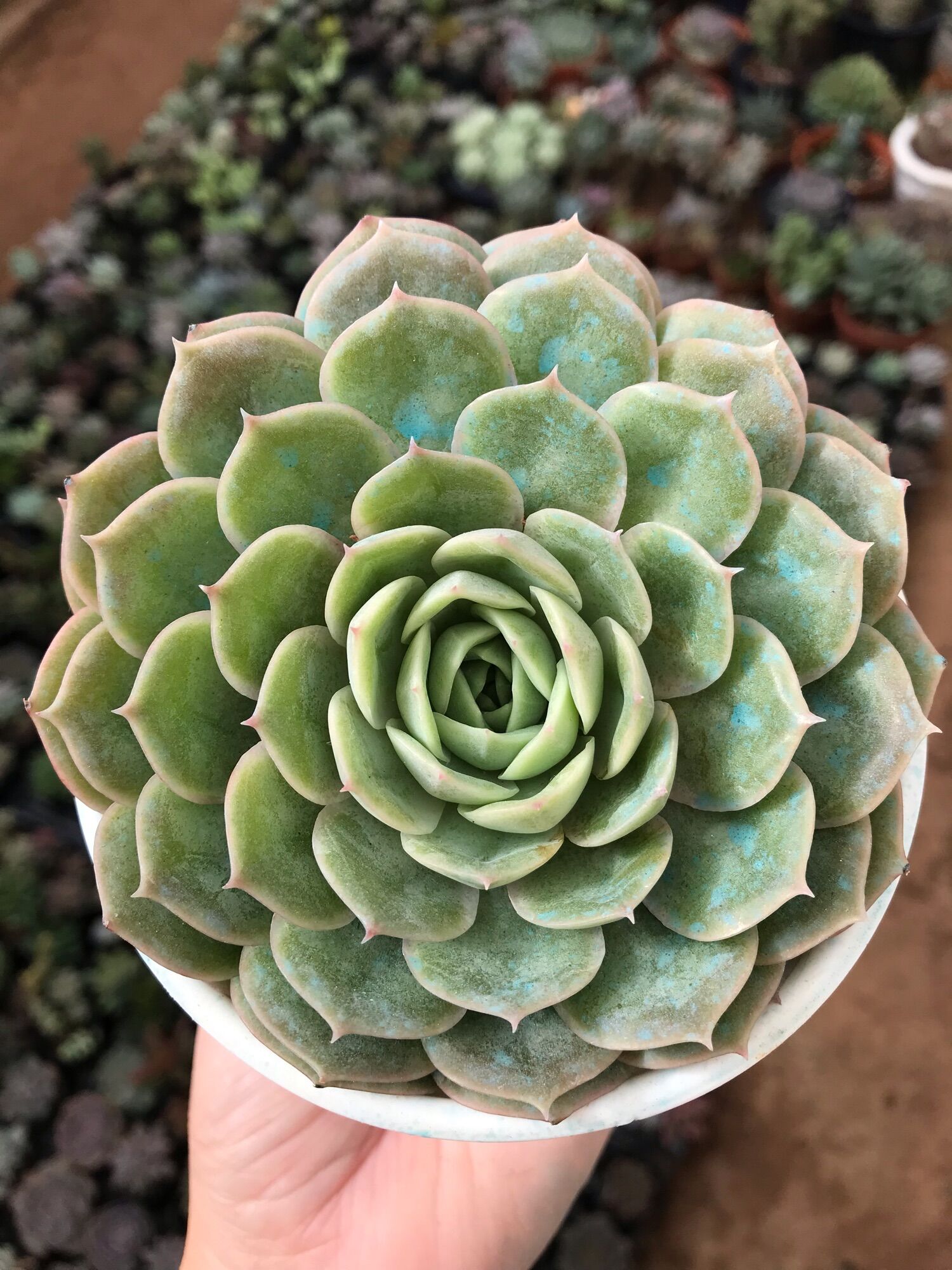 Sen đá hồng ngọc bích cute size trung