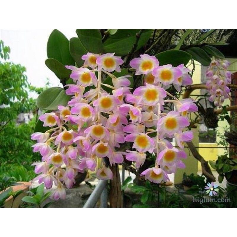 Hoa Lan kiều tím(1 khóm)