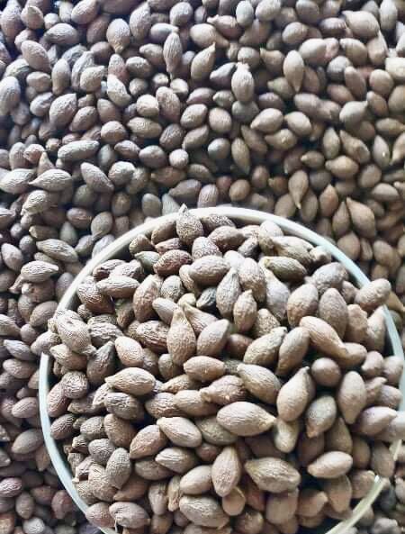 Hạt đười ươi, 200g chuẩn hàng rừng, cam kết nở 100%