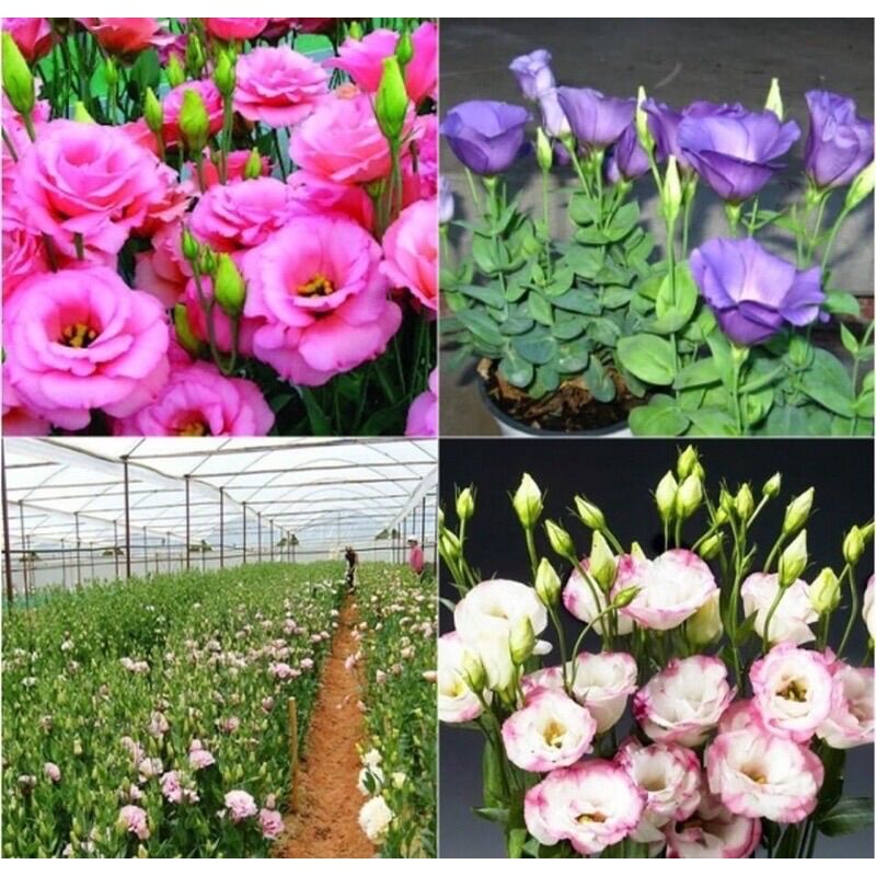 Cây hoa giống Cát Tường