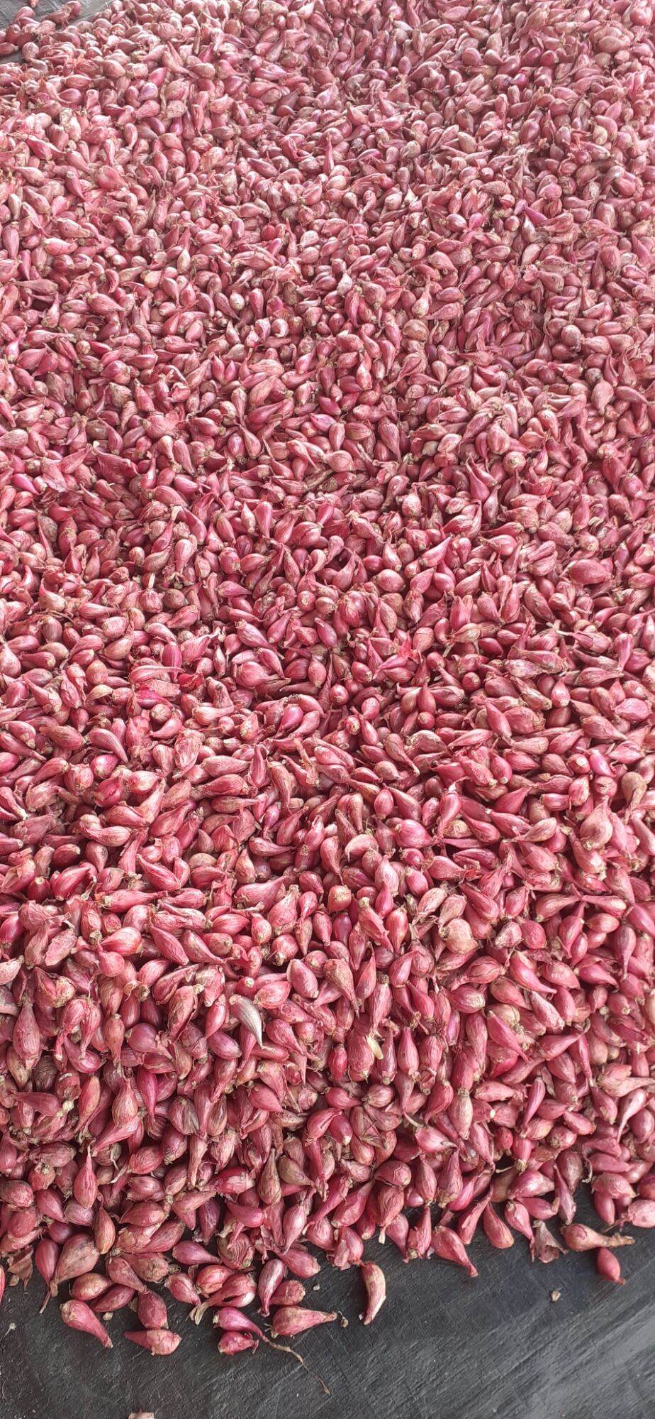 1kg Hành tím Lý Sơn size Trung 🌼