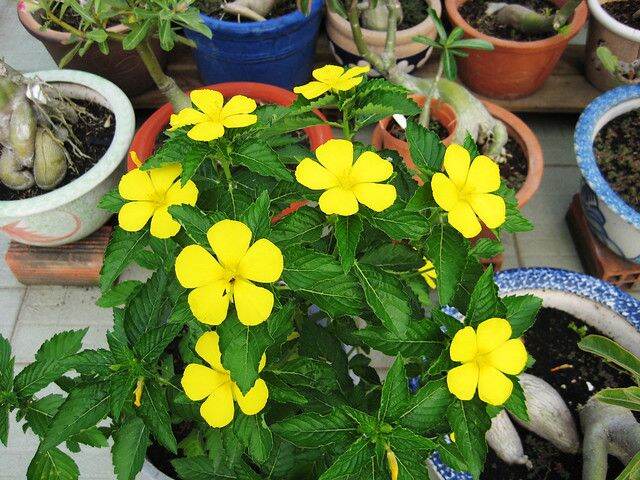 cây hoa đông hầu .cây.hình 2