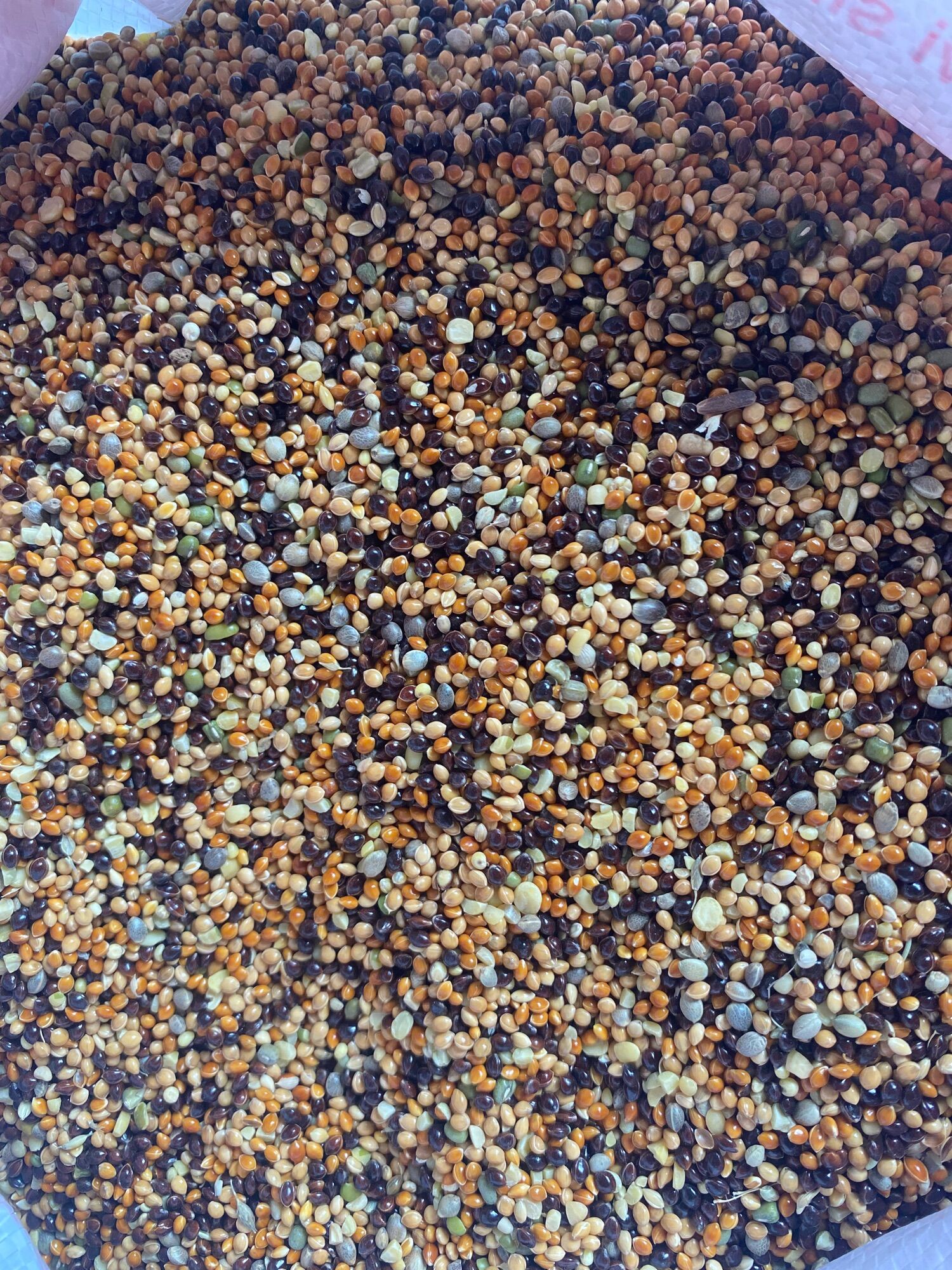 Cỏ thái dành cho chim cu gáy gói 500gram