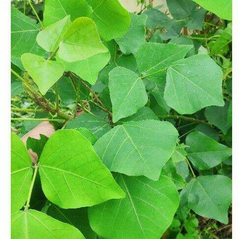 lá vông tươi 1 kg