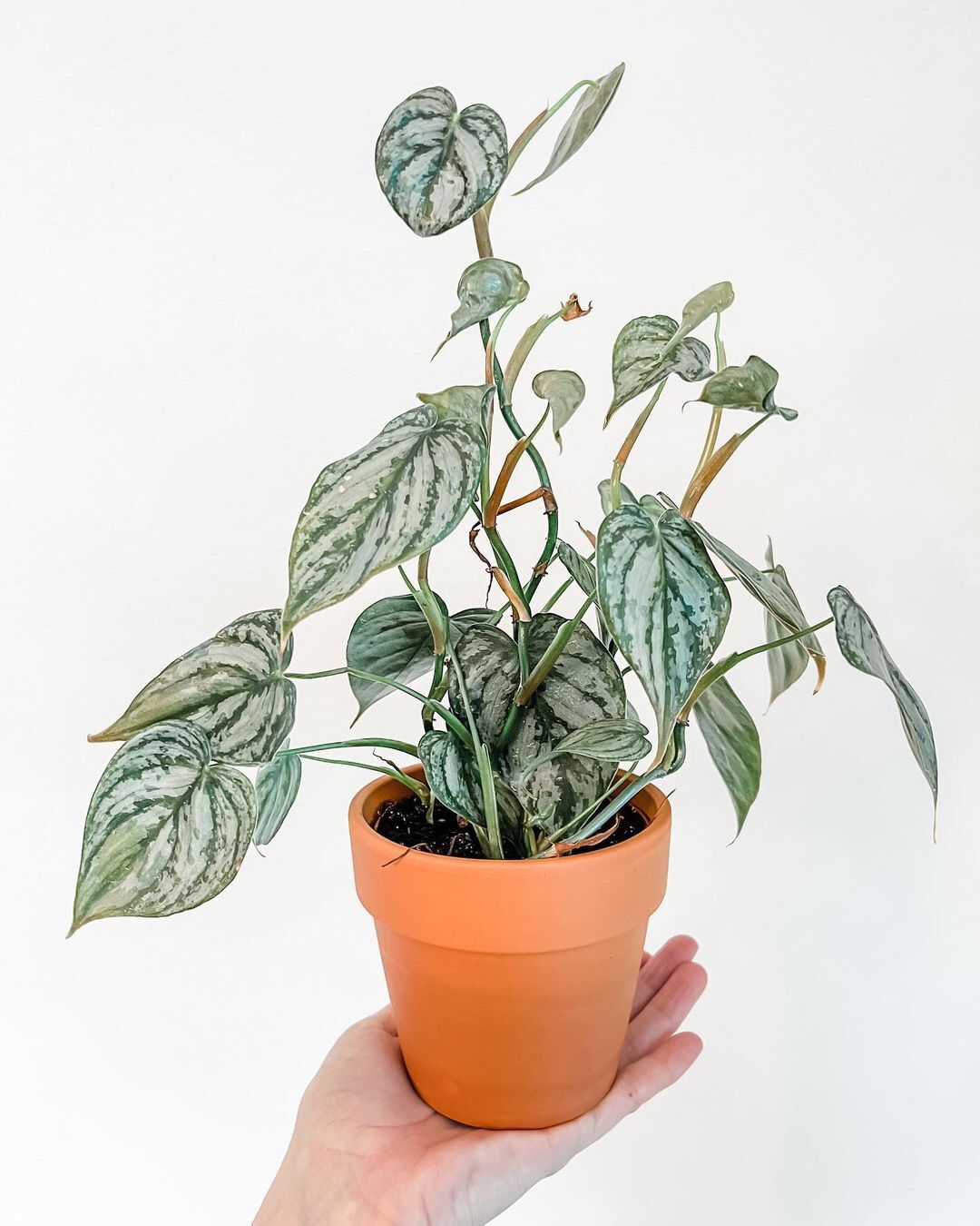 Philodendron Brandtianum