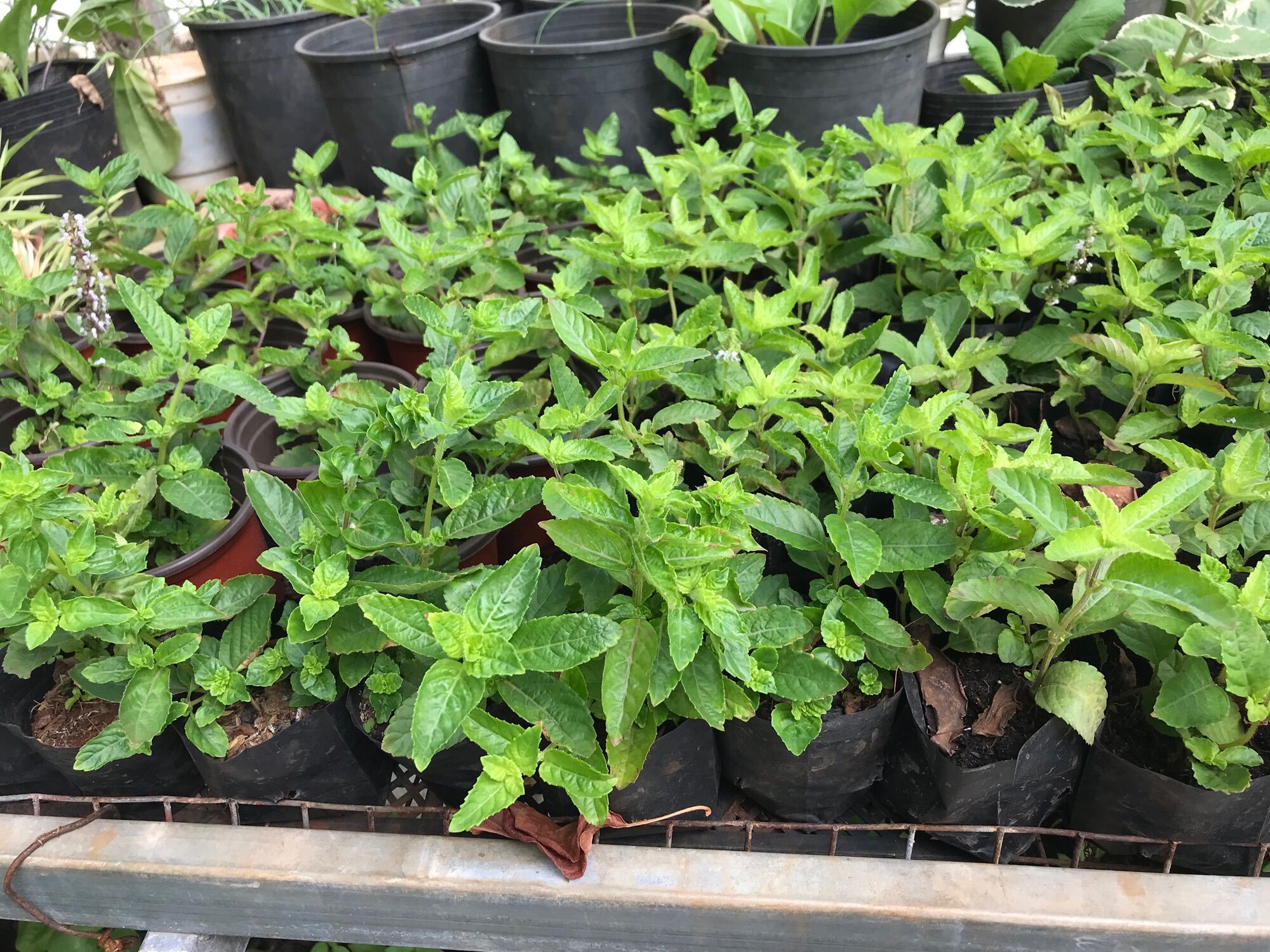 Bầu cây sương sáo giống