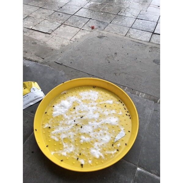 Thuốc diệt ruồi