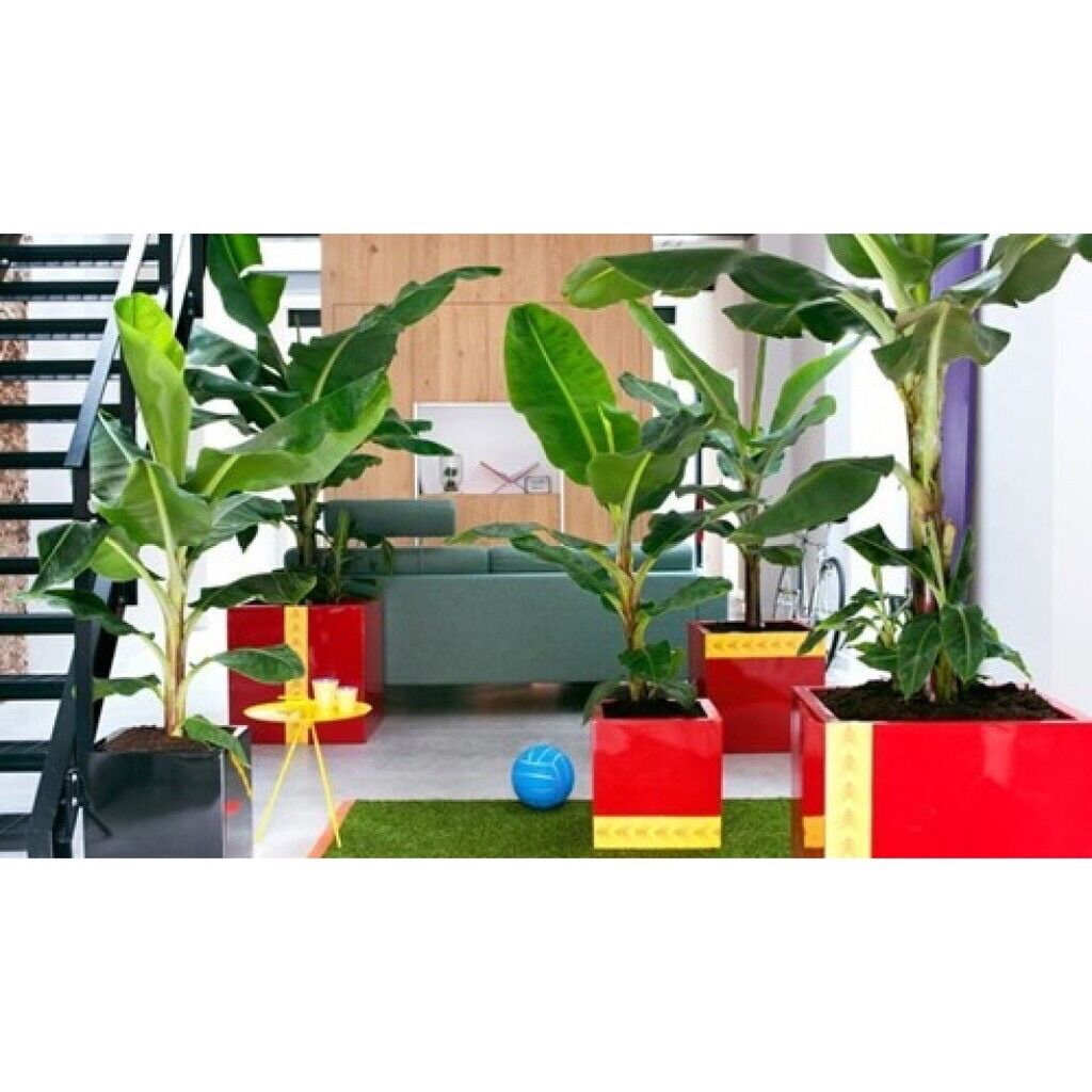 Hạt Giống Chuối Mini Sỉ 10k gói 20 hạt