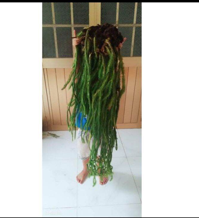cây râu rồng