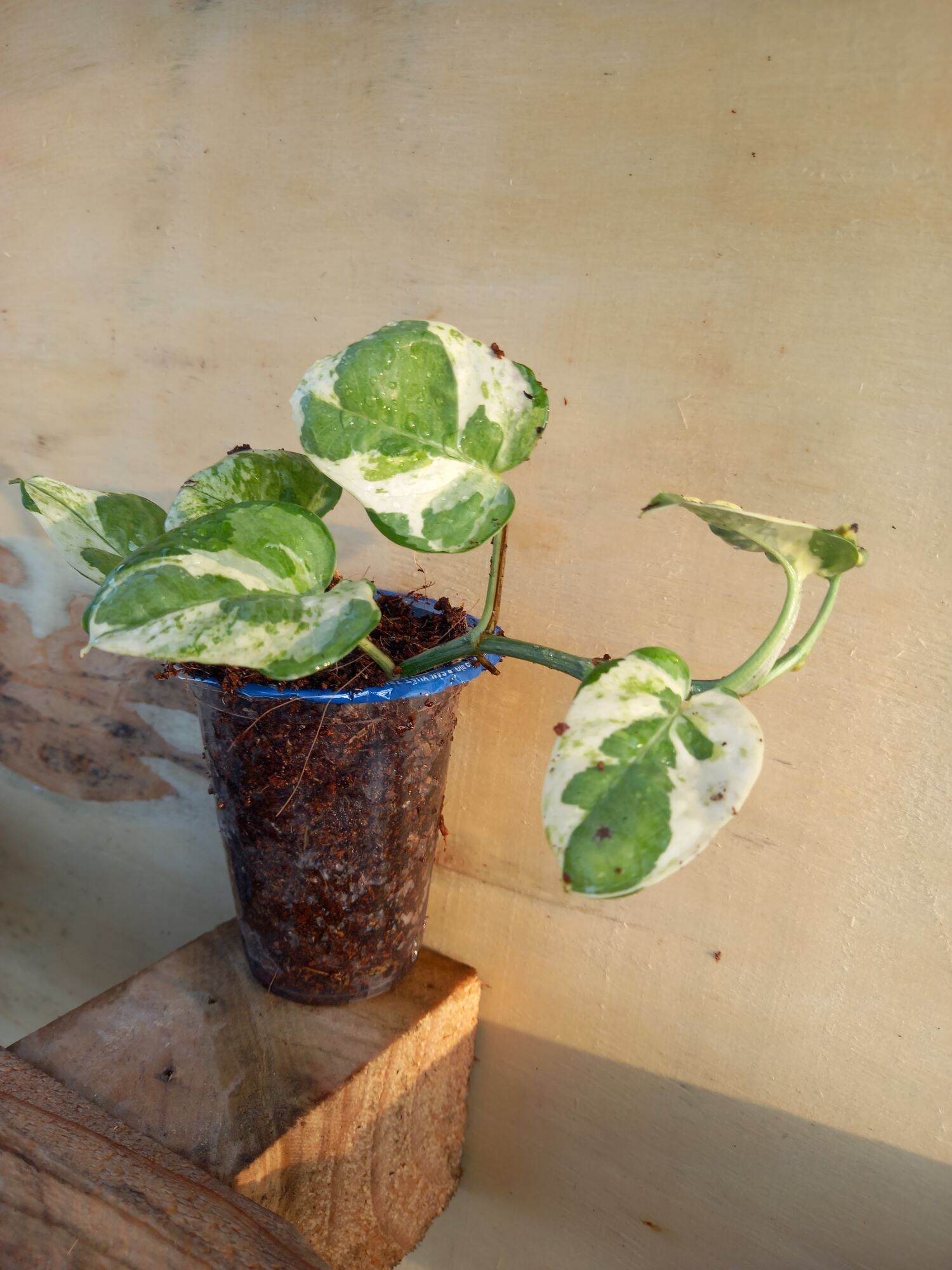 Trầu bà cẩm thạch