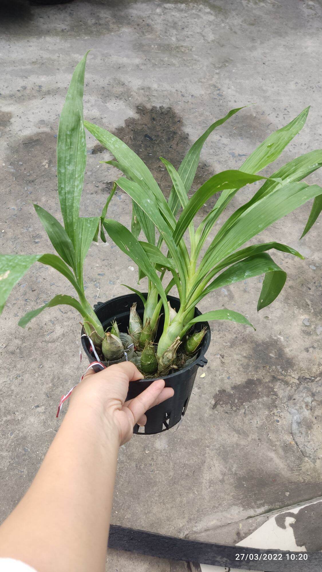 Thiên nga giống đủ màu