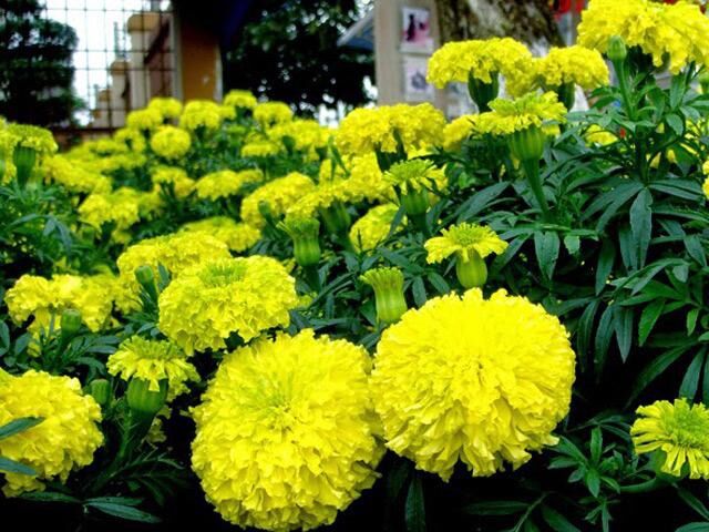 HẠT GIỐNG HOA VẠN THỌ BÔNG TO