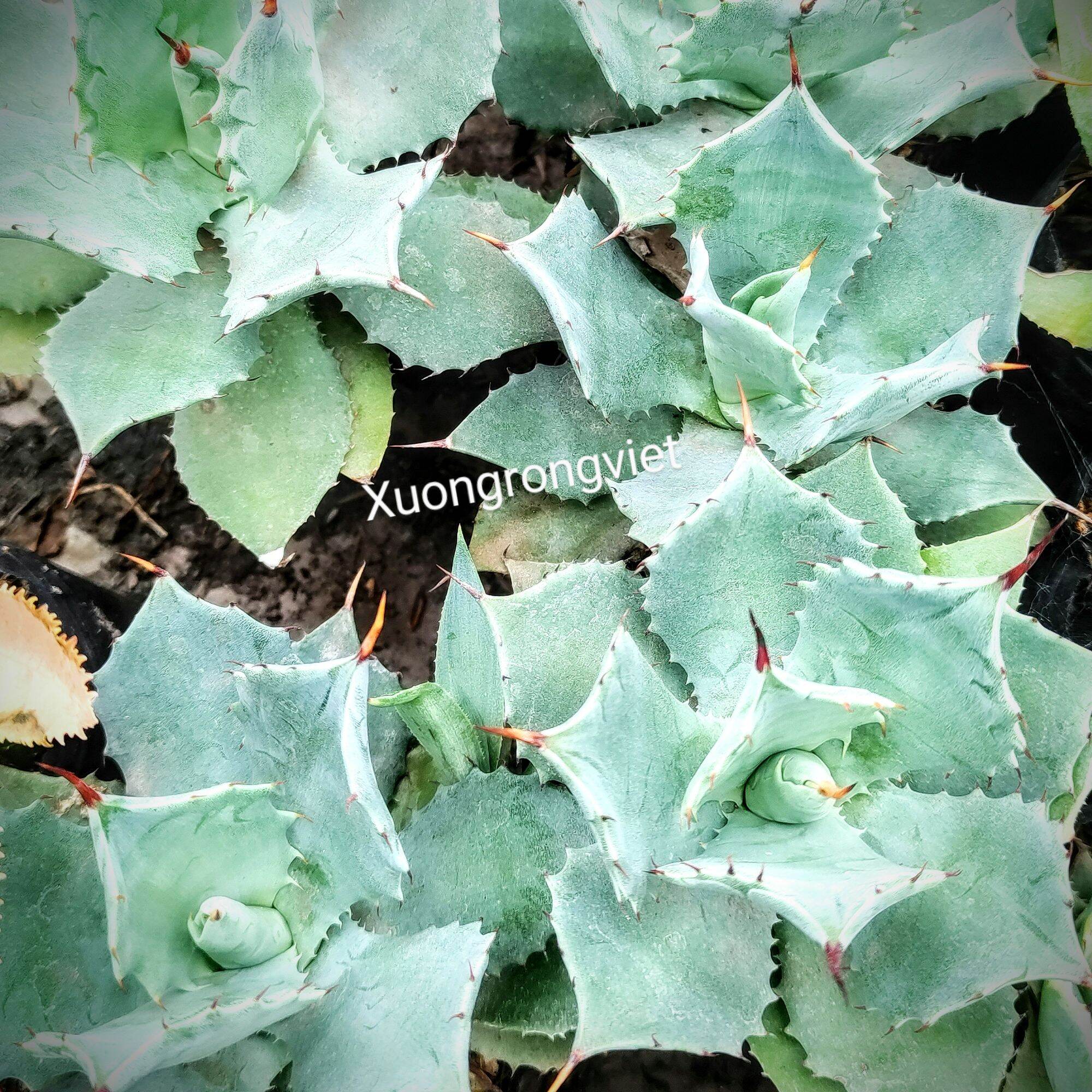 Dứa cảnh Agave Xanh Dương