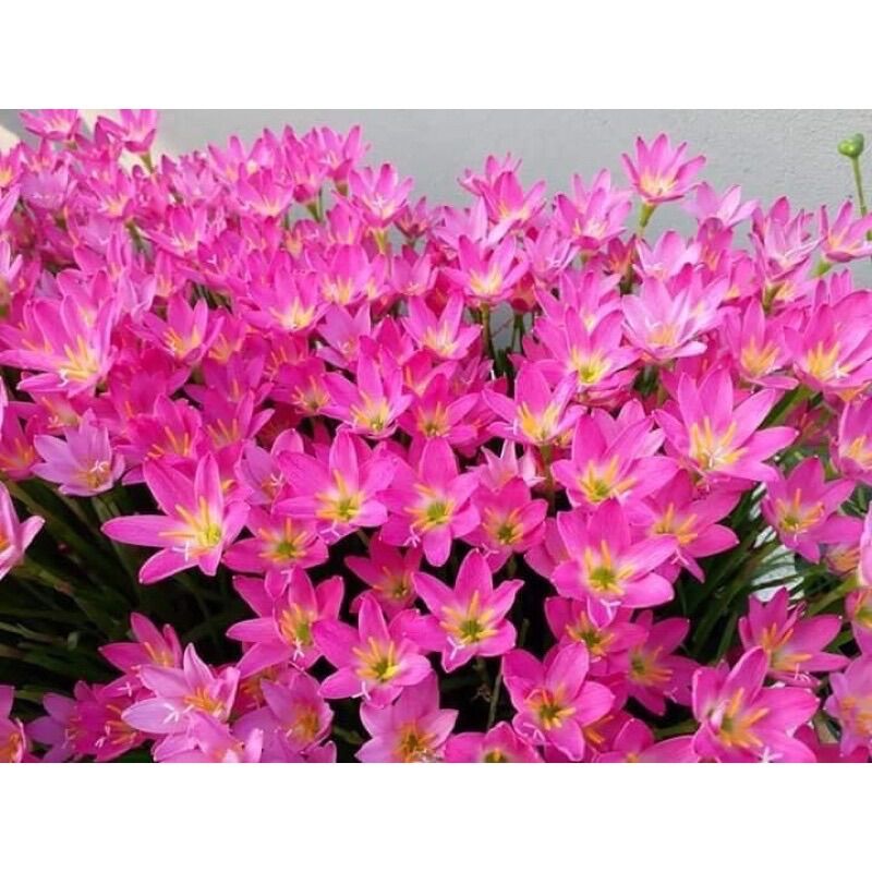 1 kg tóc tiên huệ mưa màu hồng hoặc trắng