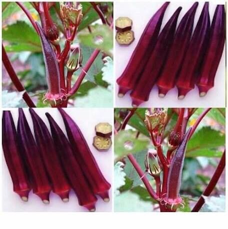 Hạt giống đậu bắp đỏ gói 10 gram