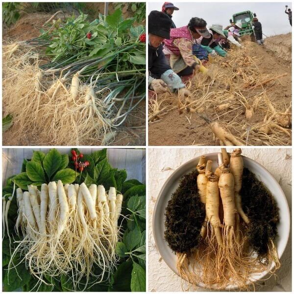 Hạt giống nhân sâm HÀn(1 gói)