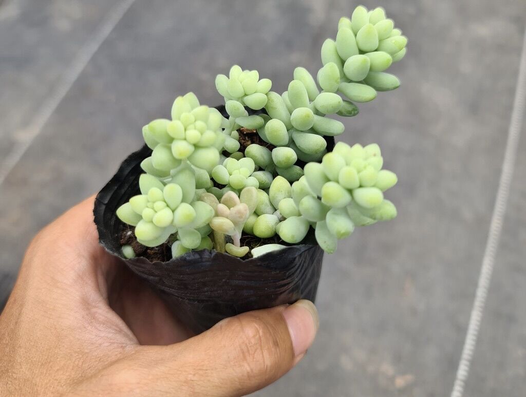 Sen đá chuỗi ngọc size bầu 3-5 cm xuất vườn đà Lạt
