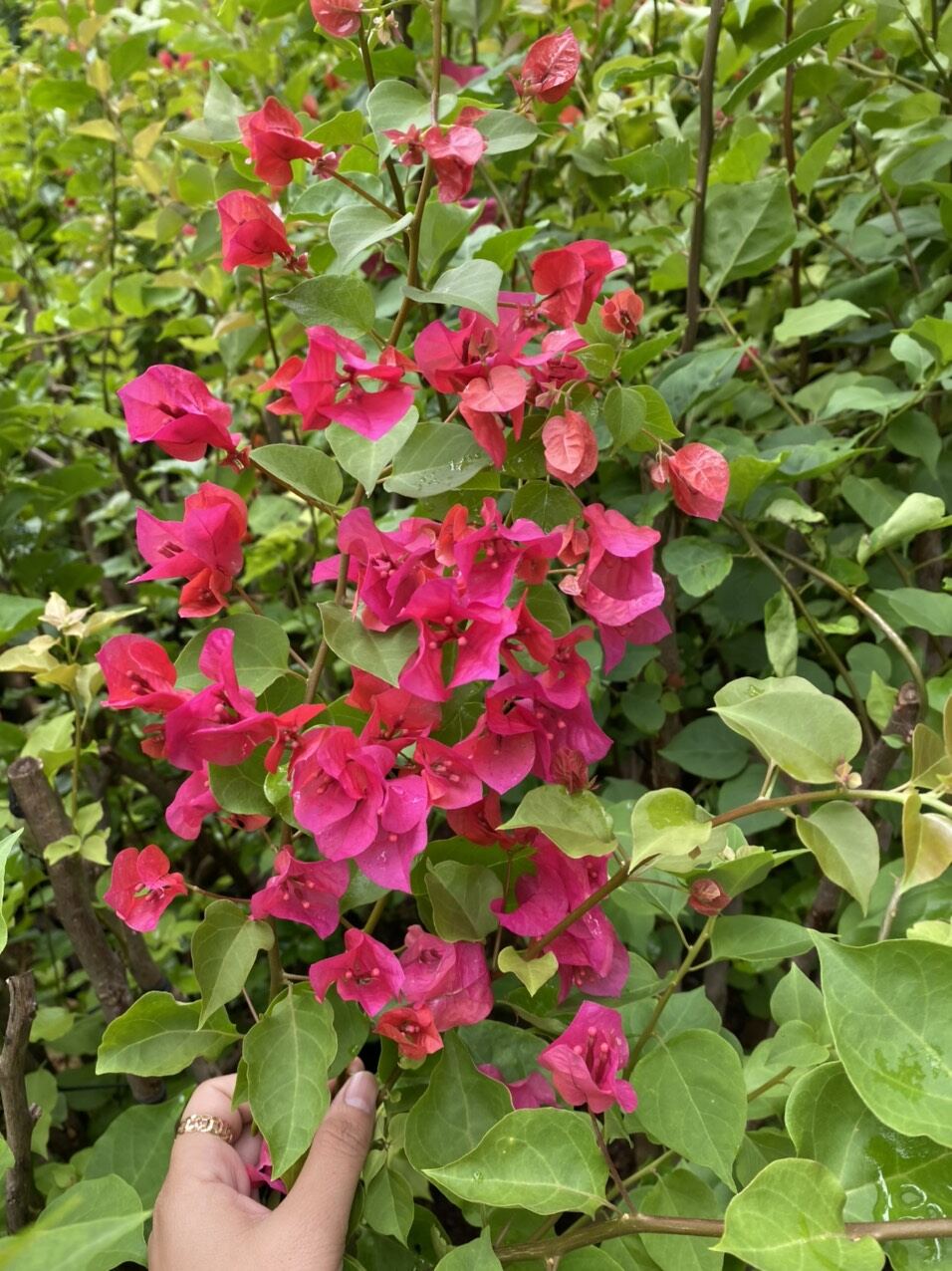 Cây hoa giấy giống