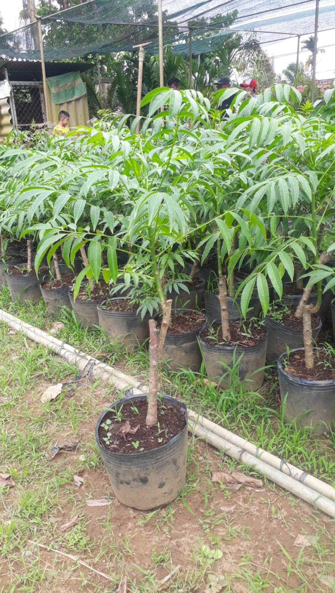 Cây Cóc Thái lùn, cây đã cắt ngọn tạo nhánh đang bông hoặc sắp bông