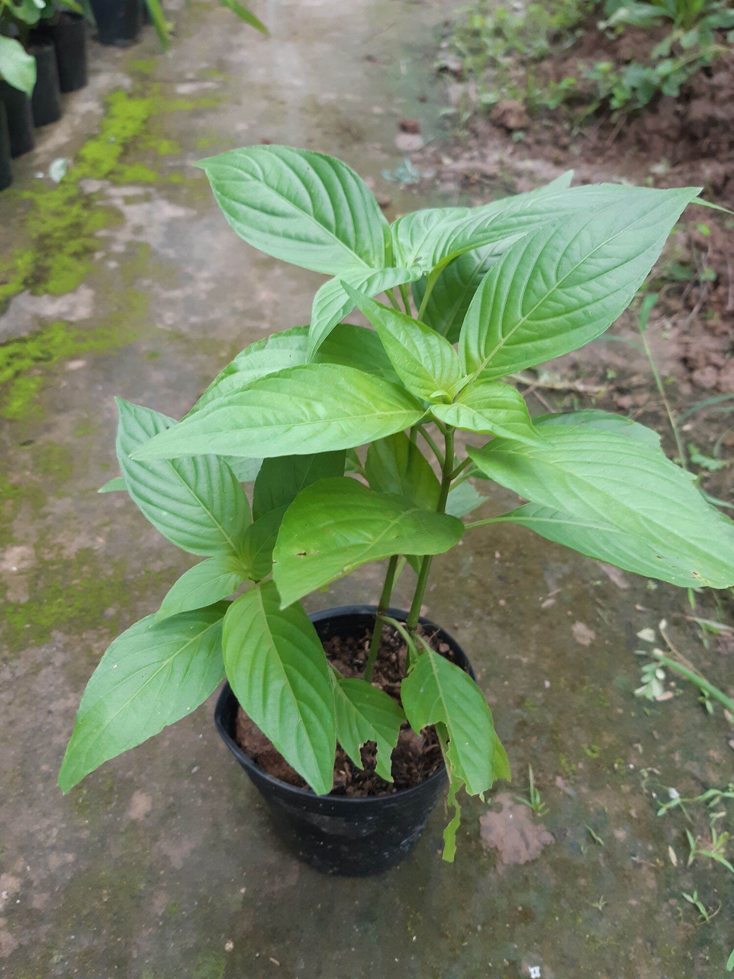 Cây lá cẩm màu tím, 1 chậu 3 4 cây cao 15-20 cm
