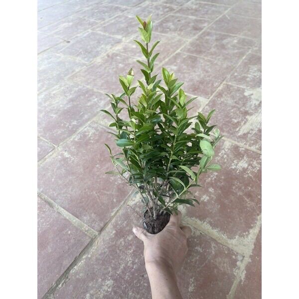 Cây hoa mẫu đơn ngũ sắc