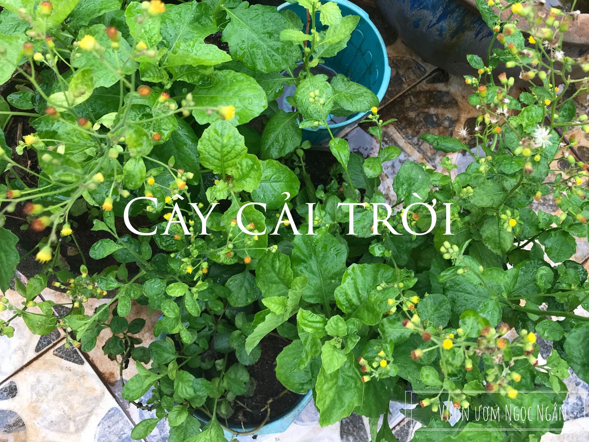 500 Hạt giống cây cải trời