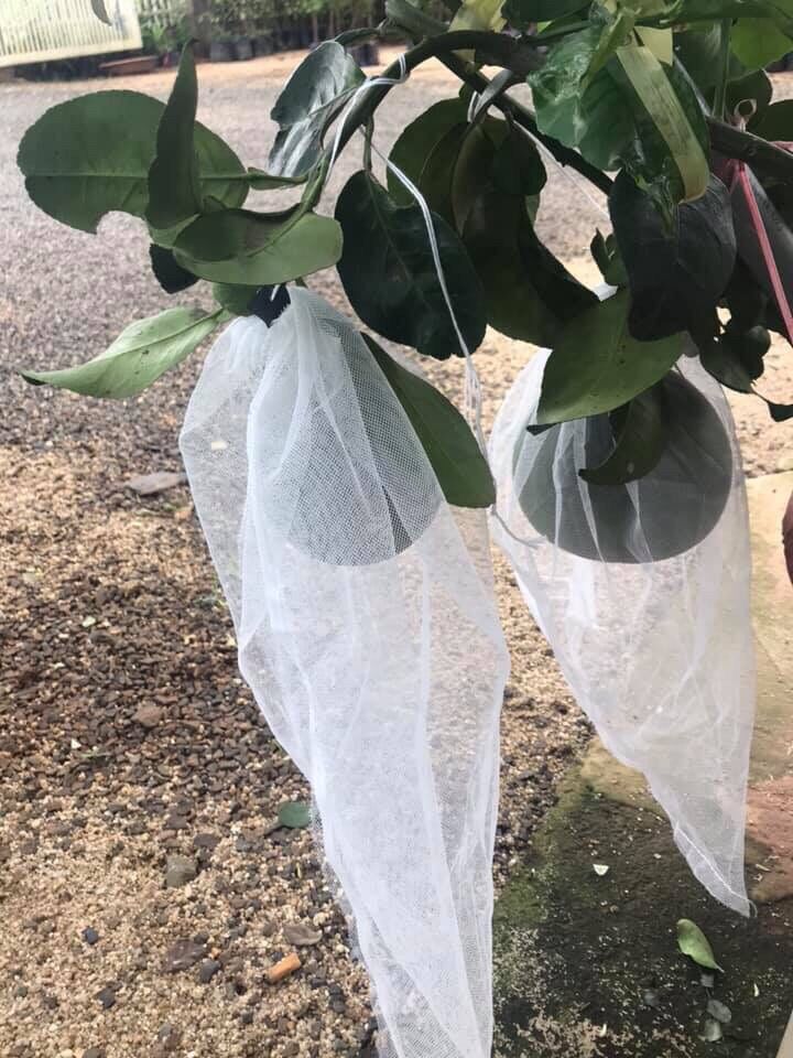 10 túi bọc bưởi lưới cỡ 30x40cm
