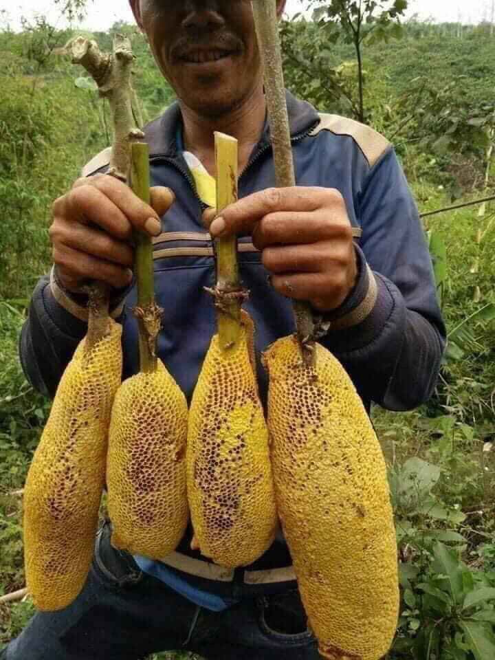 Mật ong ruồi nguyên tổ 1kg
