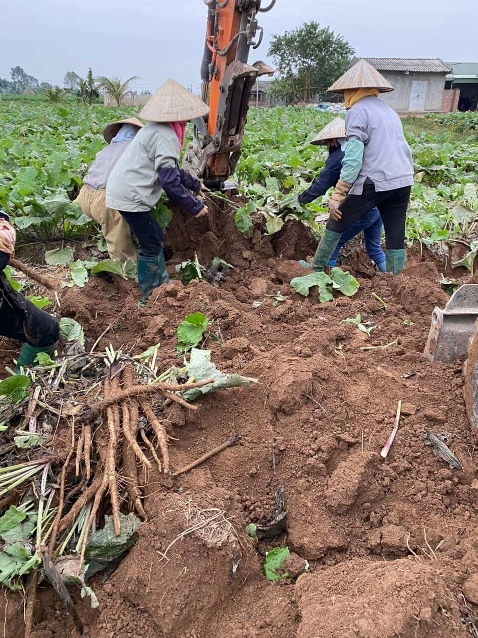 Trà ngưu bàng Đông Sâm, hộp 100g