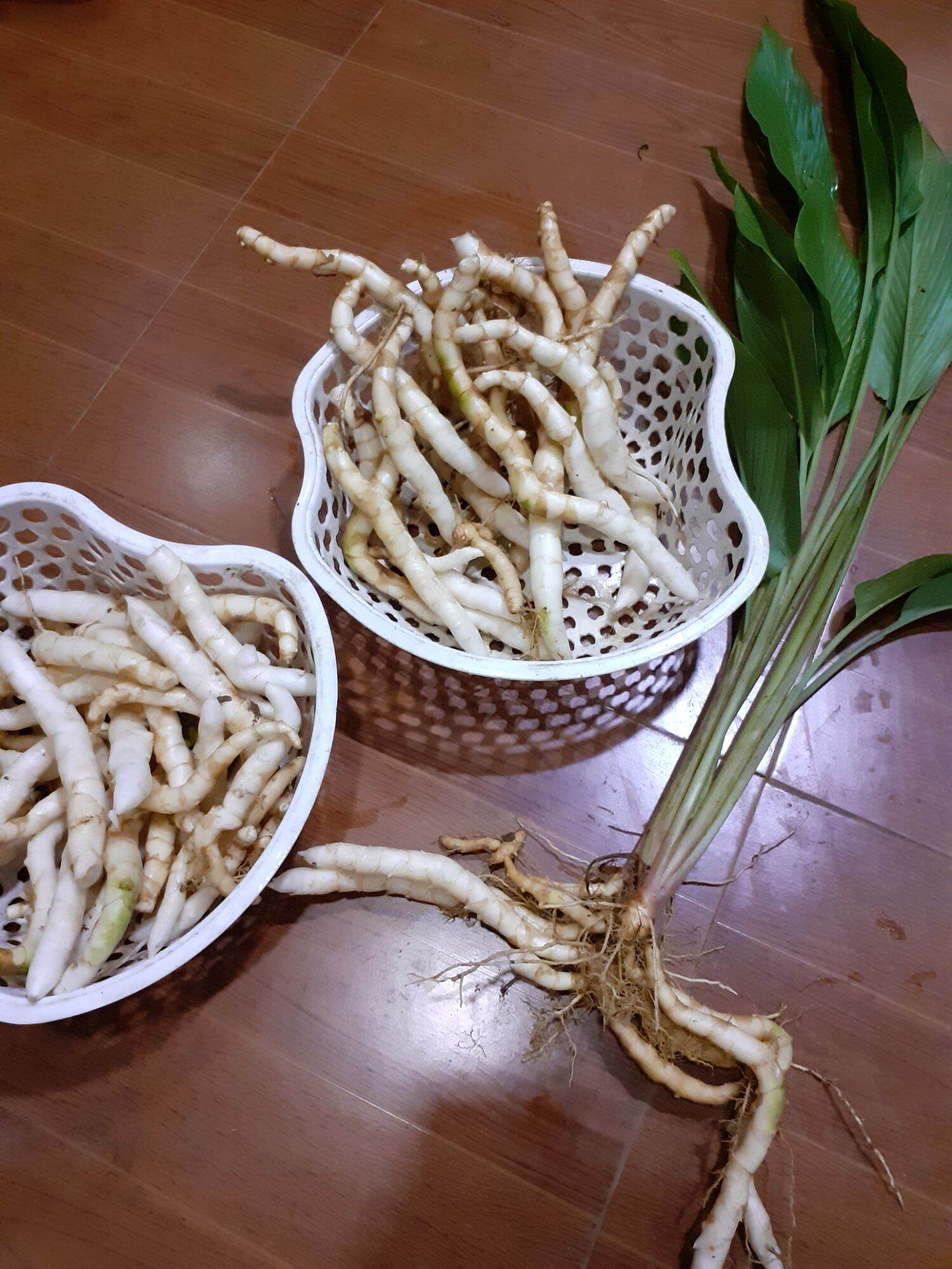 cây ngải trắng giống