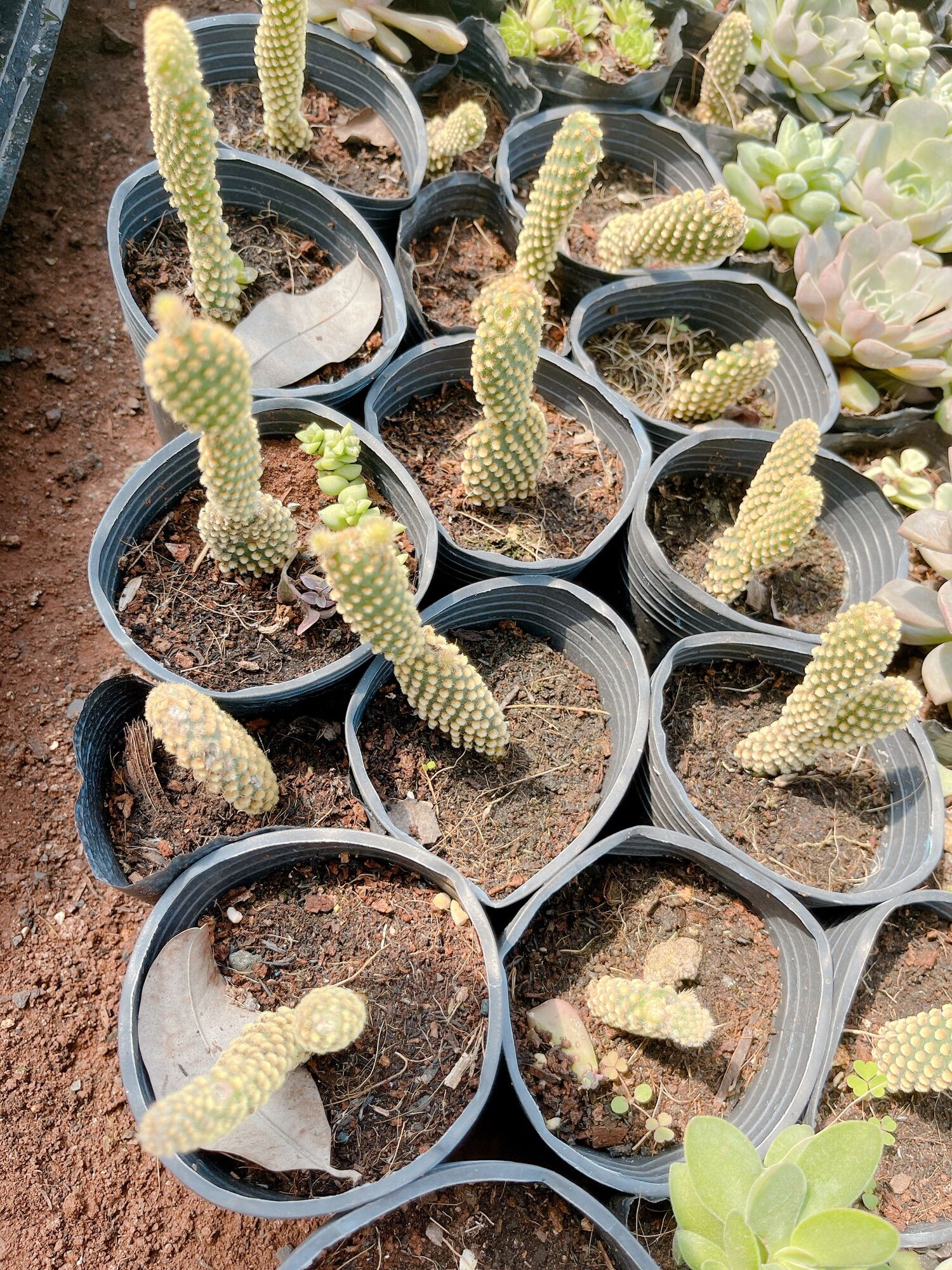 XR tai thỏ size bầu 3-5cm xuất vườn đà Lạt